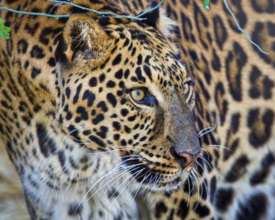 Leonardo the jaguar/leopard rescued from cruelty by Southwest Wildlife Conservation Center